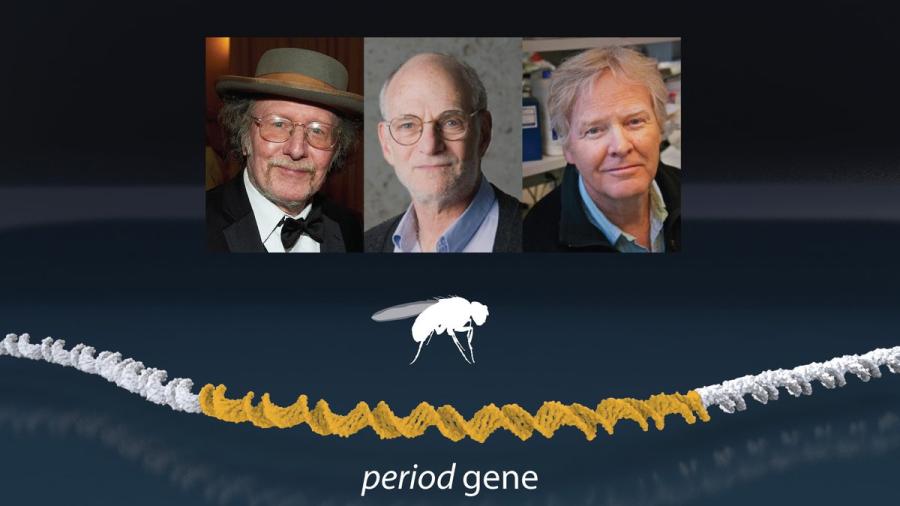 Nobel de Medicina para los descubridores del "reloj biológico"