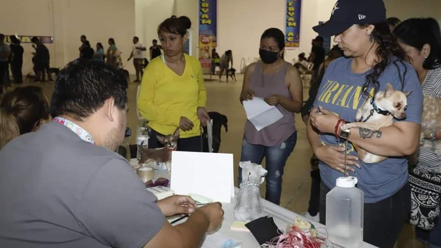Logró campaña municipal esterilizar más de 450 mascotas 