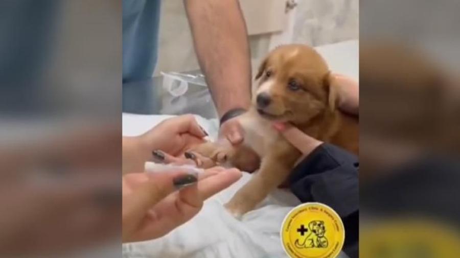 Perrito se hace viral por hacer gran drama al hacer vacunados