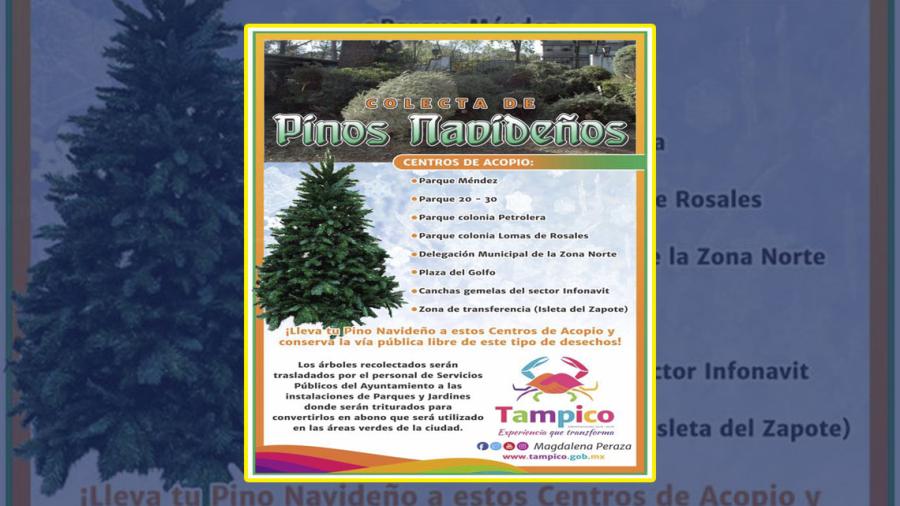 Abren centros de acopio de pinos navide&ntilde;os