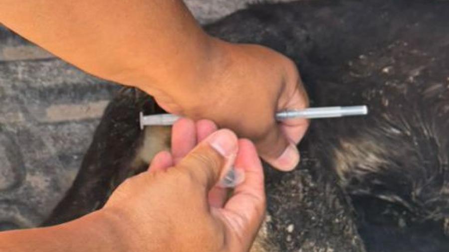 Atendió Hospital Veterinario Municipal de Reynosa a perrito
