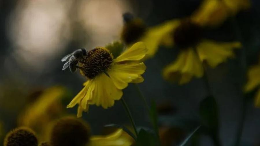Estudios indican que celulares podrían ser la causa de la mortalidad de las abejas