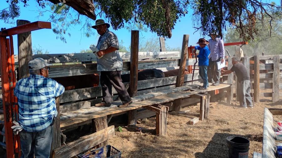 Continúa la campaña gratuita de Ivermectina en Apoyo al Sector Ganadero