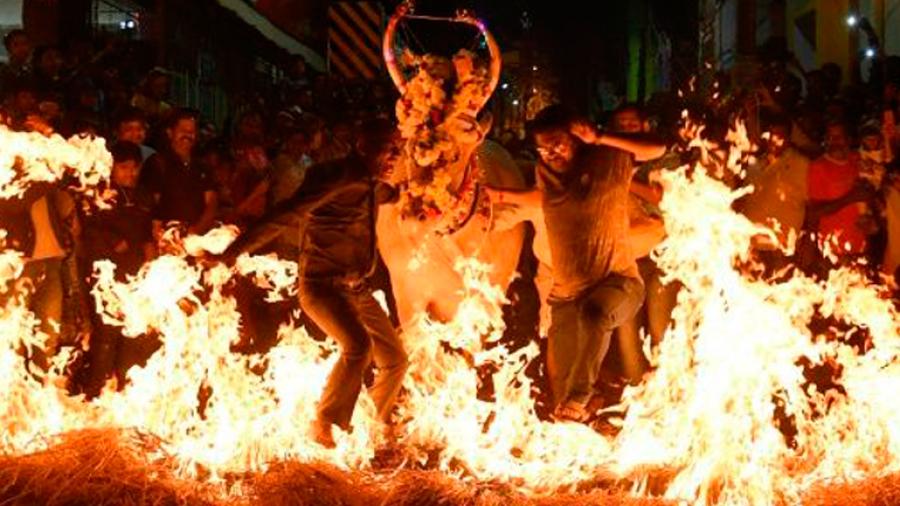 Vacas caminan sobre fuego en polémico festival hindú