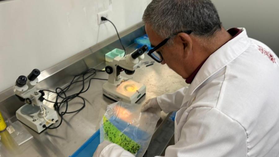 Refuerzan monitoreo sanitario contra la mosca del gusano barrenador