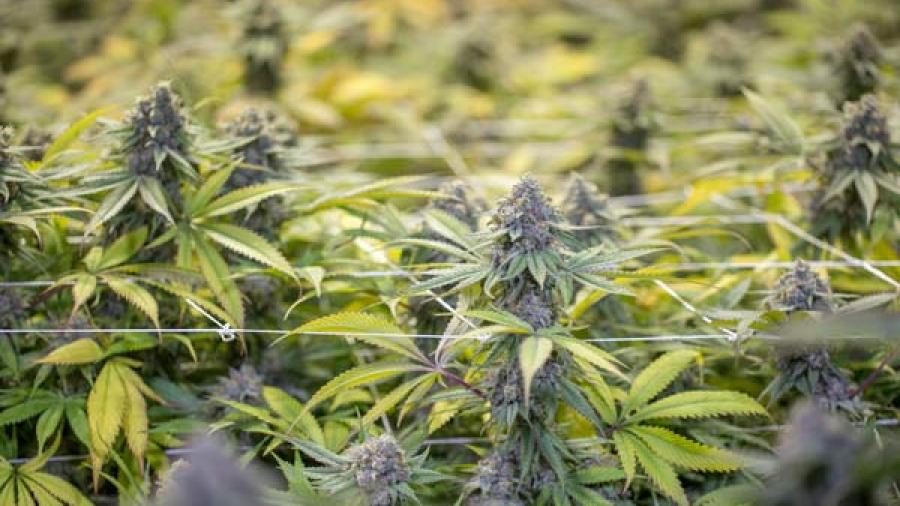 SCJN decidirá en 2 semanas inconstitucionalidad de leyes para regular cannabis