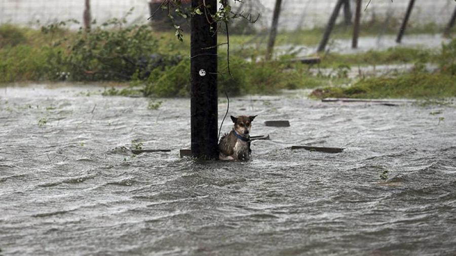 Animales son abandonados a su suerte durante paso de Harvey