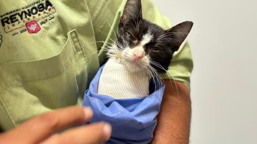Atendió Hospital Veterinario Municipal de Reynosa a felino rescatado por un alma caritativa