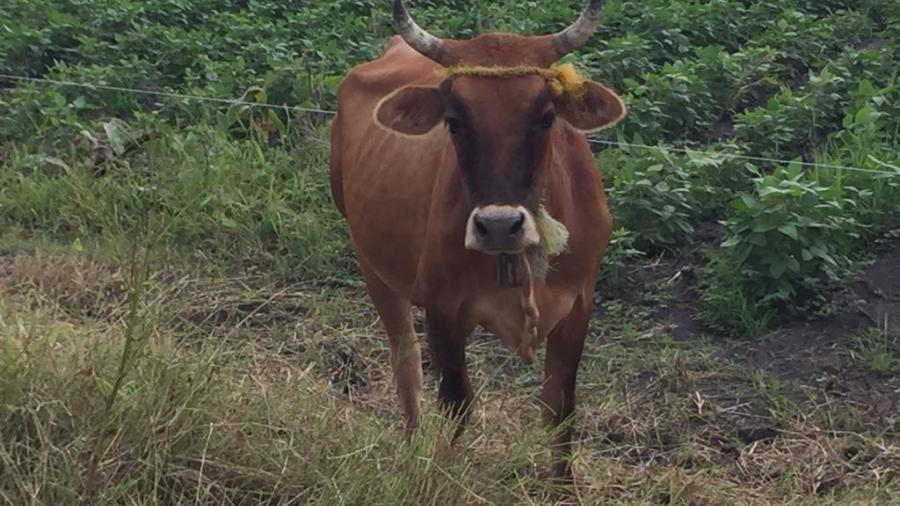Sector ganadero reciente la sequía con la mortandad de reses y bajo precio de la carne