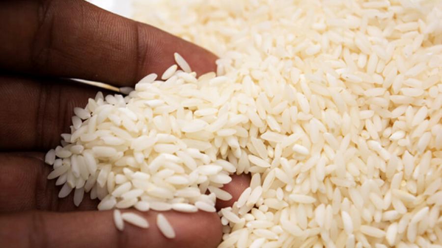 Deja pérdidas millonarias falsa campaña de 'arroz de plástico'