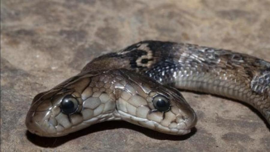 Encuentran una cobra de dos cabezas en India
