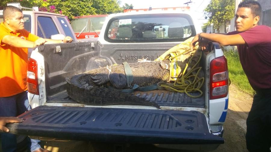 Crece presencia de cocodrilos en sectores cercanos a sistema lagunarios