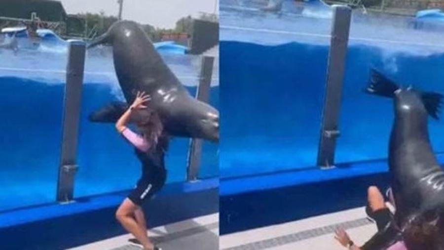 Lobo marino aplasta a su entrenadora durante show 