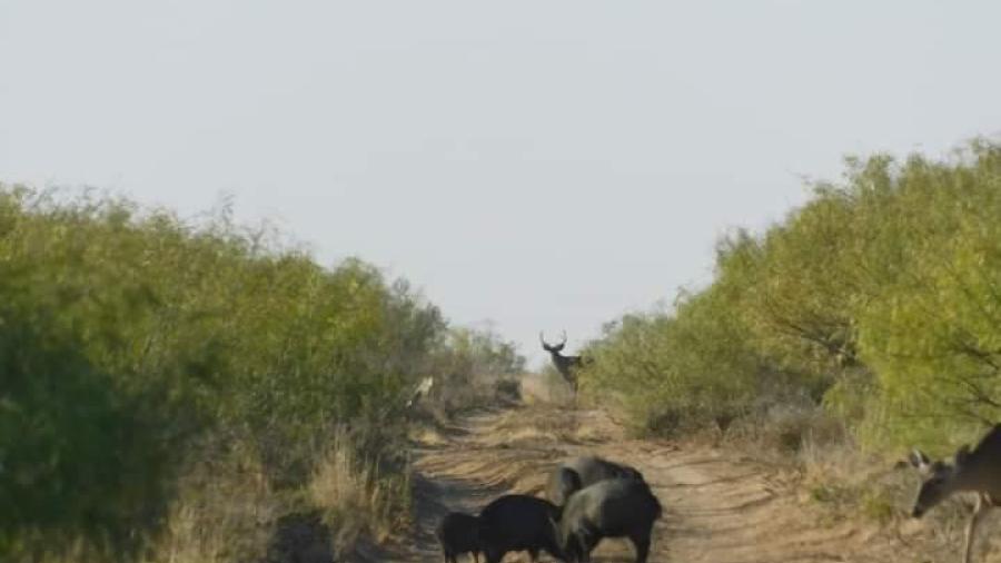 Proyecta NLD derrama de 15 millones de dólares por cacería 