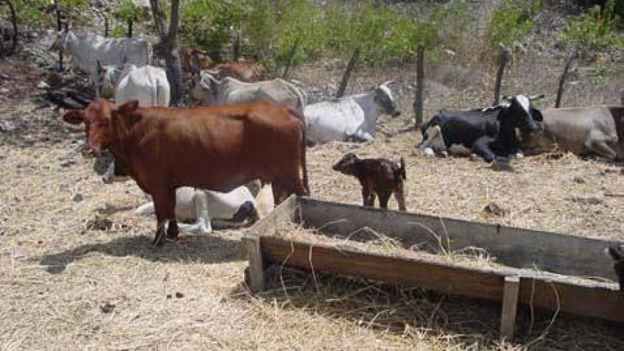 Preocupa calor a ganaderos