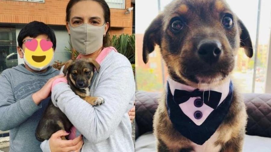 ¡Buenas noticias! Adoptan a Vicente, perrito que habían dejado “vestido y alborotado”