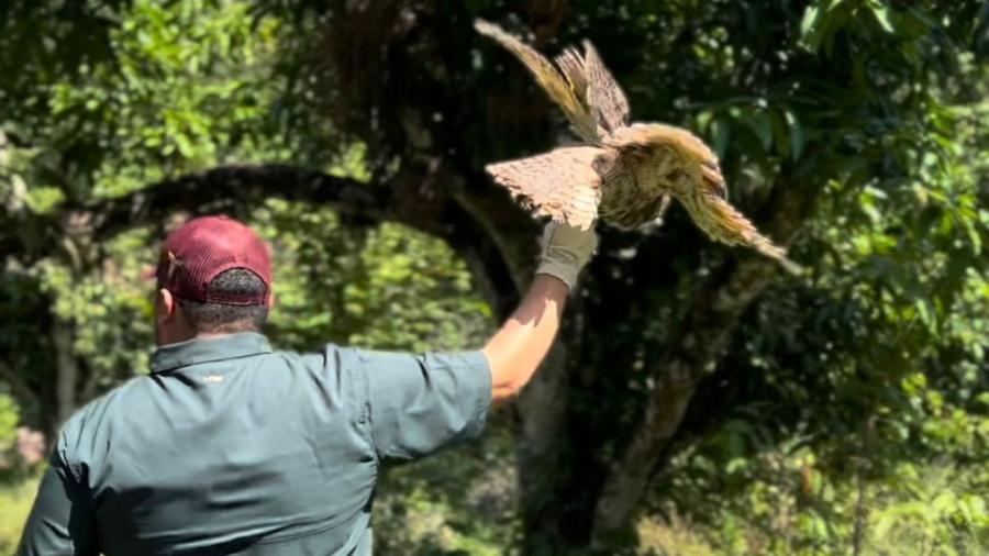 Libera la Comisión de Parques búhos, linces, ocelote y osezna