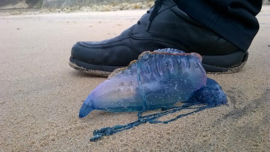 Cierran playas australianas por aparición de criaturas parecidas a las medusas