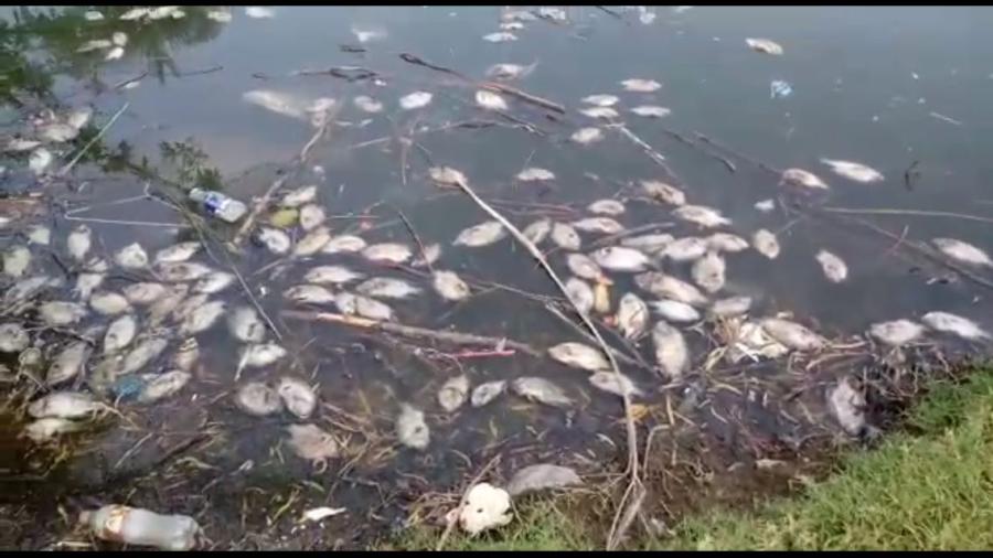 Mortandad de peces en Laguna de las Tortugas