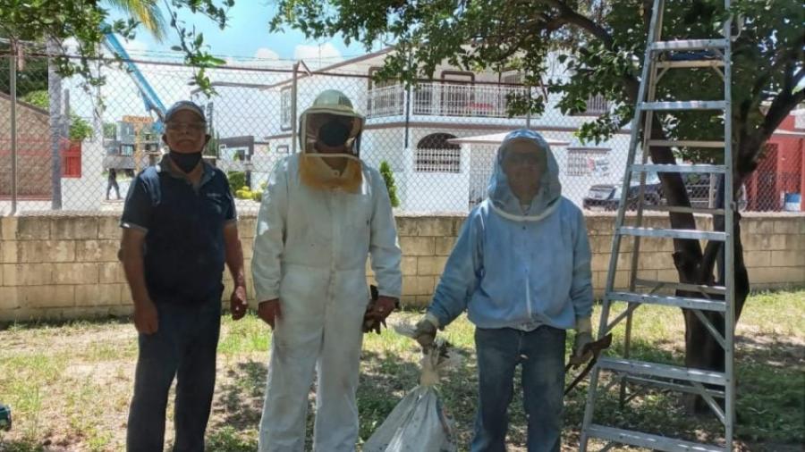 Remueven panal de abejas de la escuela Primaria Plan de Guadalupe
