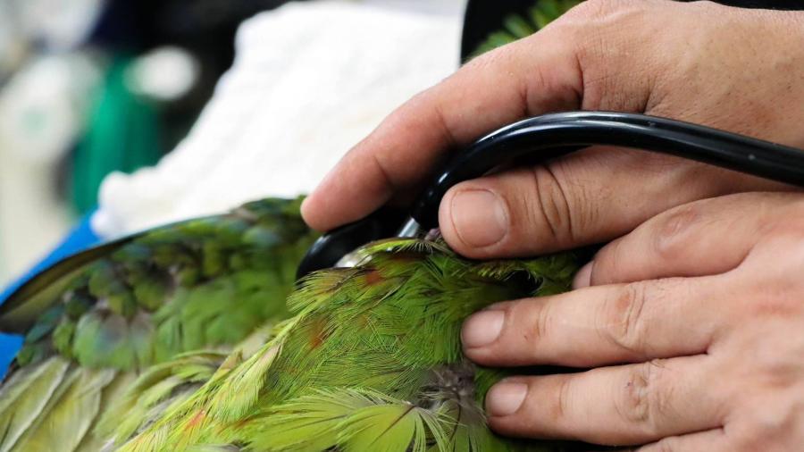 Comisión de Parques punto clave para preservar fauna silvestre en Tamaulipas