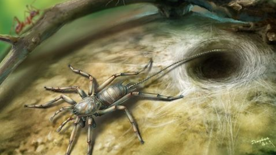  Encuentran insecto prehistórico mitad araña mitad escorpión en ámbar