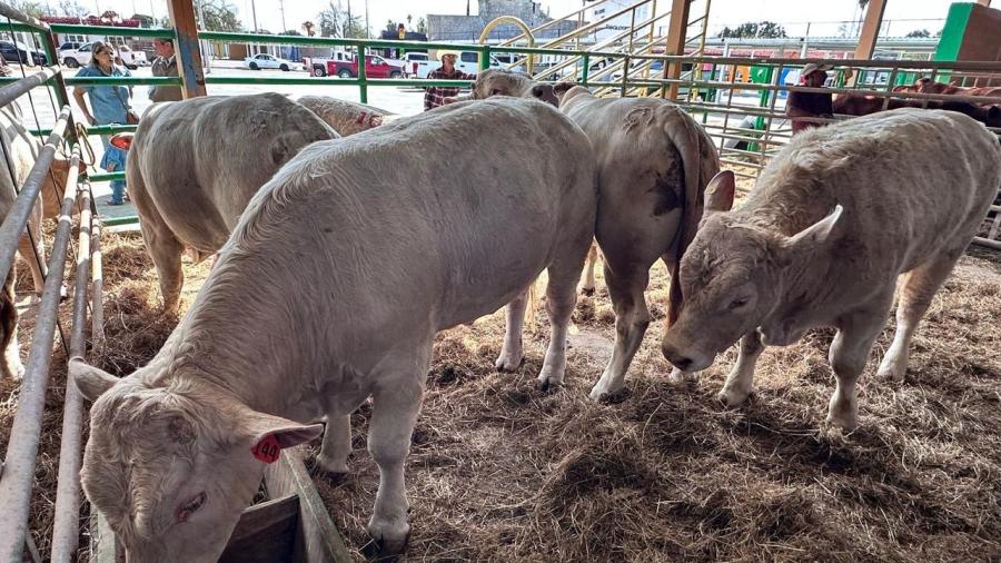 Se retrasa exportación de ganado por la detección del gusano barrenador cerca de la frontera