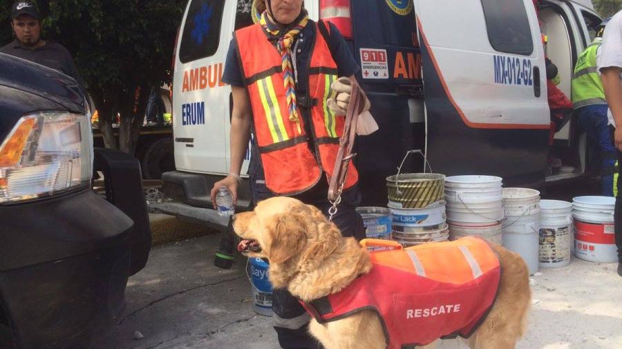 Muere Nalah, perrita rescatista en el 19s