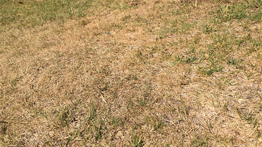 Afectan altas temperaturas a parques de Madero