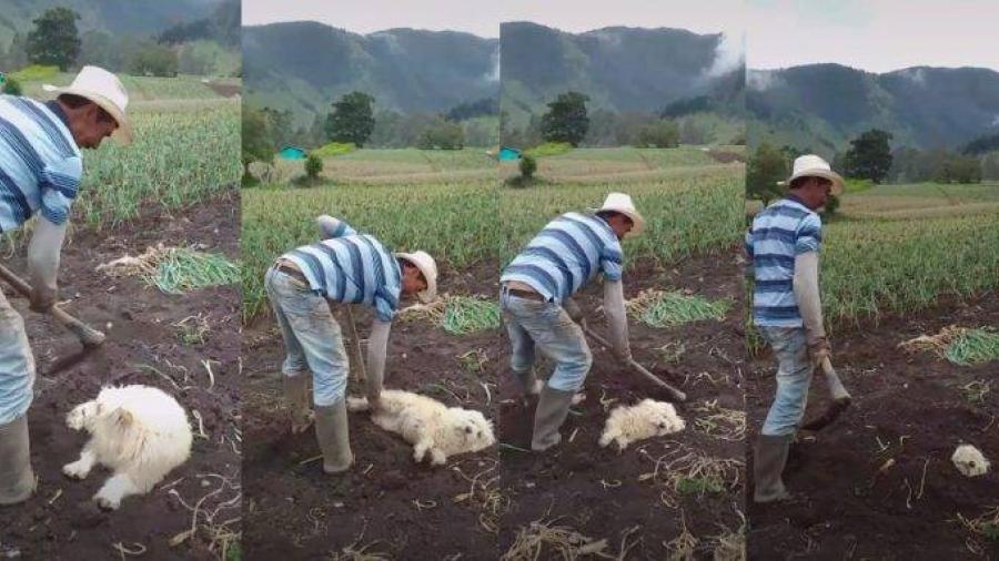 Perrito es ‘enterrado vivo’ por su dueño