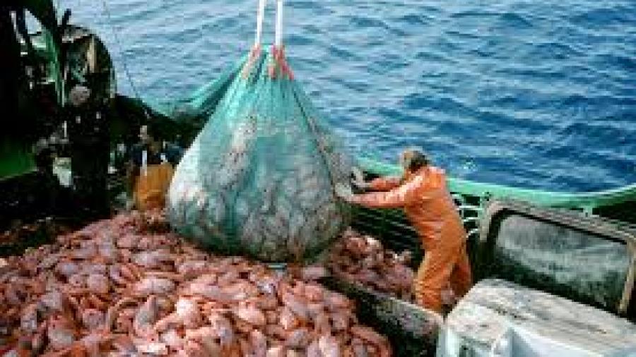 Disminuye producción de especies marinas por cambios del clima