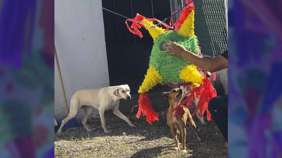 Ofrecen posada para perritos callejeros en Matamoros
