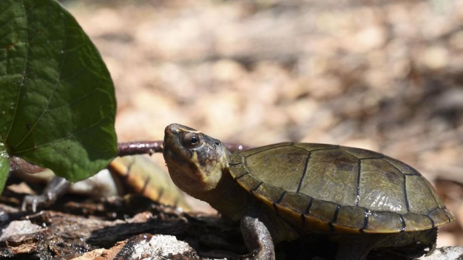 Nueva especie de tortuga en México es descubierta