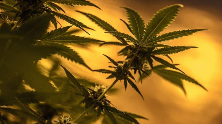 Marihuana sale de la lista de "drogas peligrosas" de la ONU