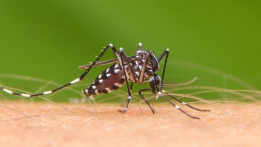 Se eleva a 40 el número de muertes por dengue en Honduras