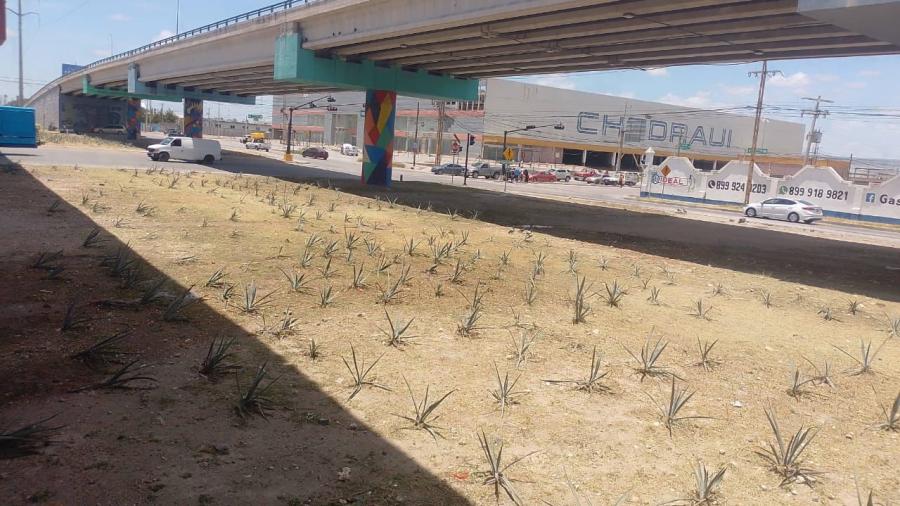 Intensifica Gobierno de Reynosa cuidado de áreas verdes en la ciudad