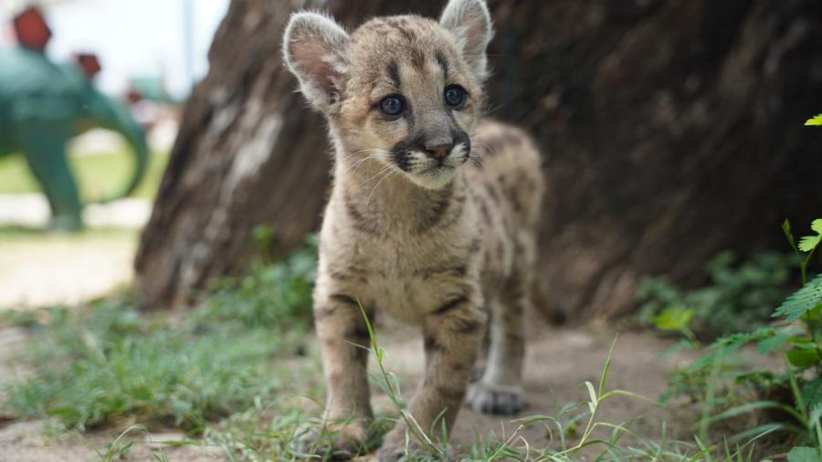 &ldquo;Stormy&rdquo;; la primera puma nacida en zoo de Nuevo Laredo  
