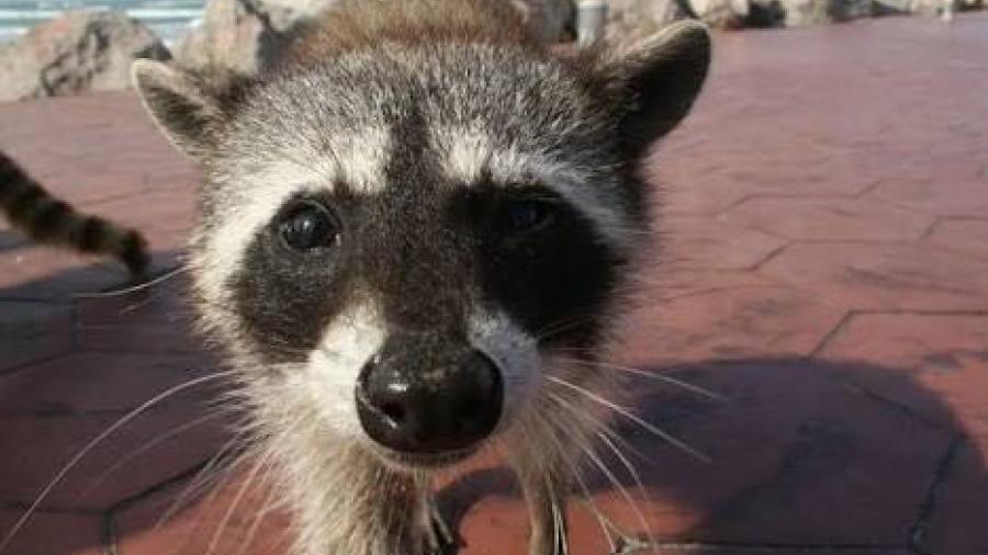 Esterilizarán a más de cien mapaches hembras en Miramar