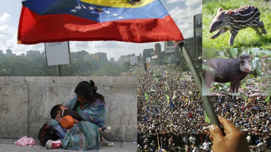 Venezolanos roban animales de zoológicos para comer