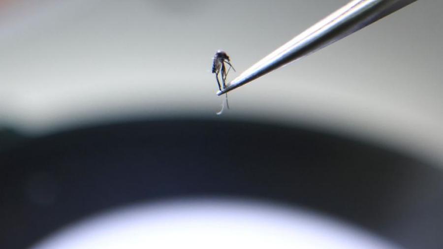 Detectan en Europa el primer caso de transmisión sexual del Dengue