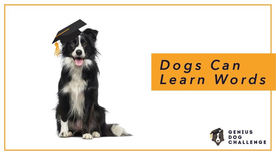 Buscan encontrar al perro más inteligente del mundo