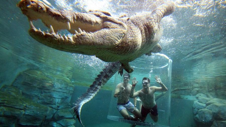 Turistas nadan con cocodrilos en "jaula de la muerte"