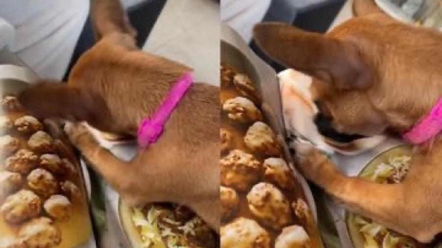 Perrito confunde la imagen de una revista con su plato de comida