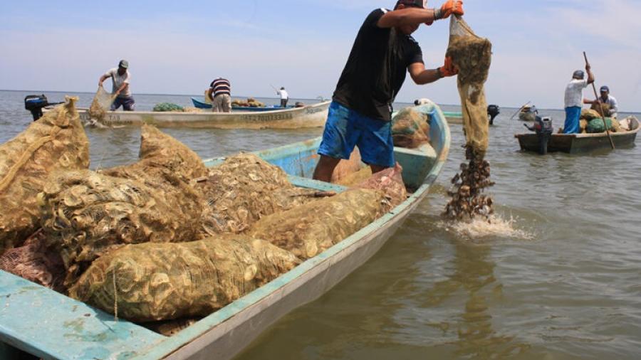 Cambian al cultivo de ostión 140 pescadores del Poblado Higuerillas