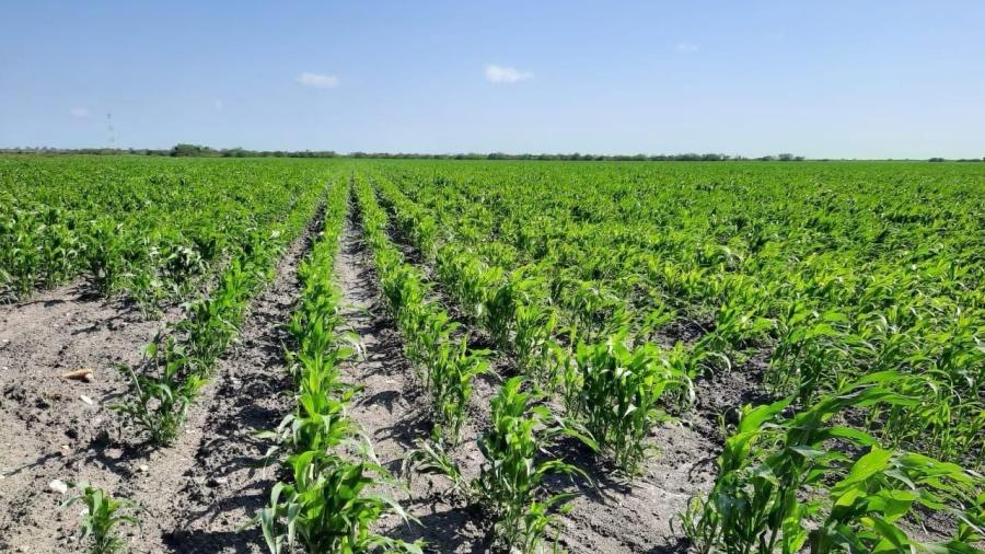 Campesinos esperan lluvias para asegurar buena cosecha de sorgo