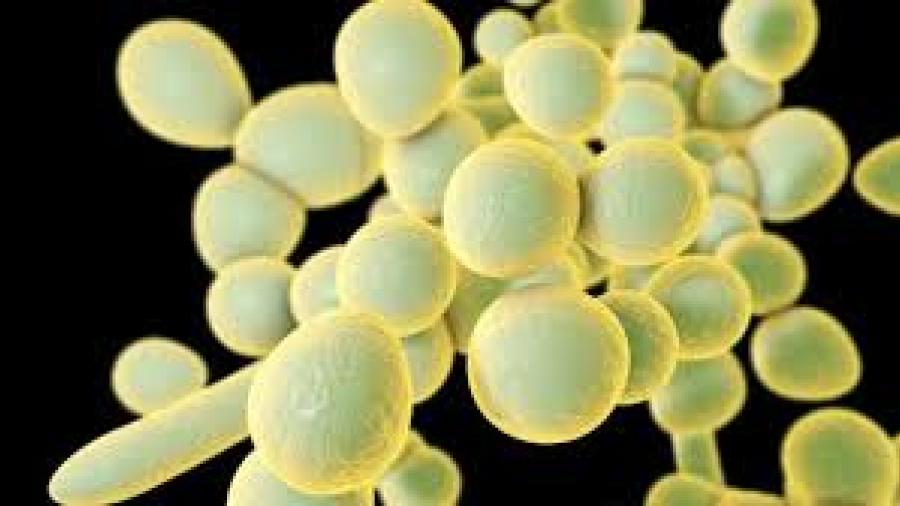 Alerta un posible caso de infección del hongo Candida auris