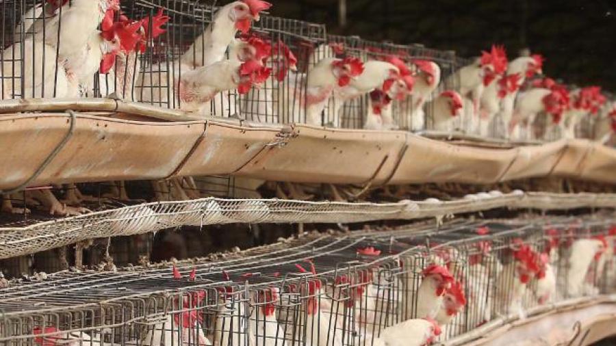 Gripe aviar se extiende en Yucatán, reportan seis granjas infectadas