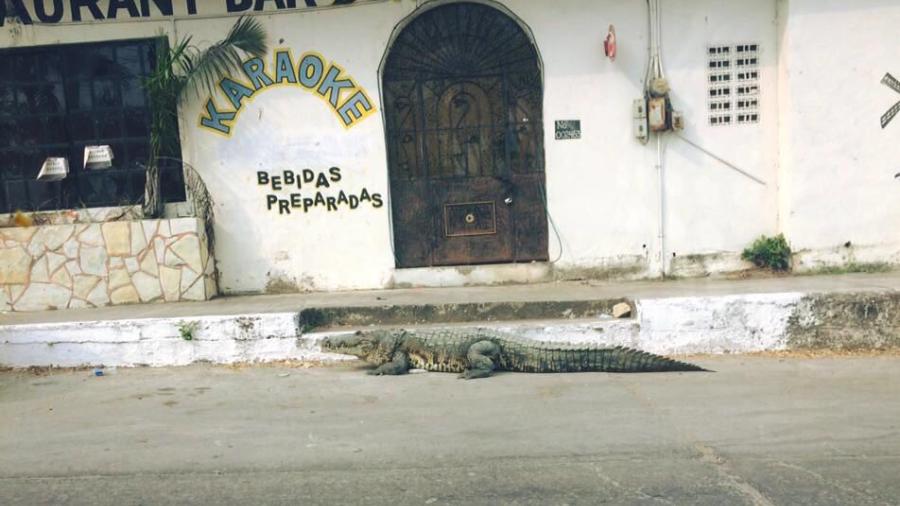 Cocodrilo camina sobre las calles de la colonia del Pueblo