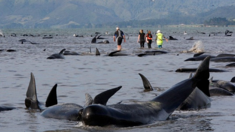 Mueren 300 ballenas varadas en bahía Nueva Zelanda