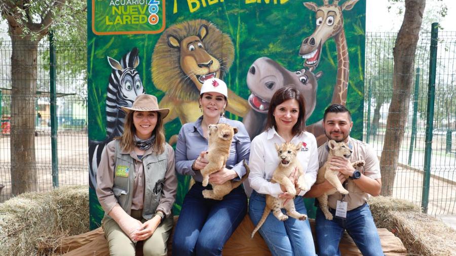 Nacen tres crías de león africano en zoológico
